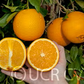 Leng Navel Orange Budwood citrus plant material online shopping
