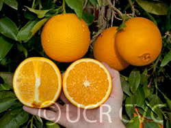 Leng Navel Orange Budwood citrus plant material online shopping