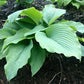 Zeppelin Hosta Plants online shopping