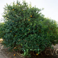 Cocktail Pummelo Hybrid Budwood citrus plant material online shopping