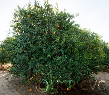 Cocktail Pummelo Hybrid Budwood citrus plant material online shopping