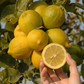 Old Line Eureka Lemon Budwood citrus plant material online shopping
