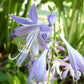 Feather Boa Hosta Plants online shopping