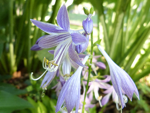 Feather Boa Hosta Plants online shopping
