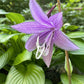 Pineapple Salsa Hosta Plants online shopping