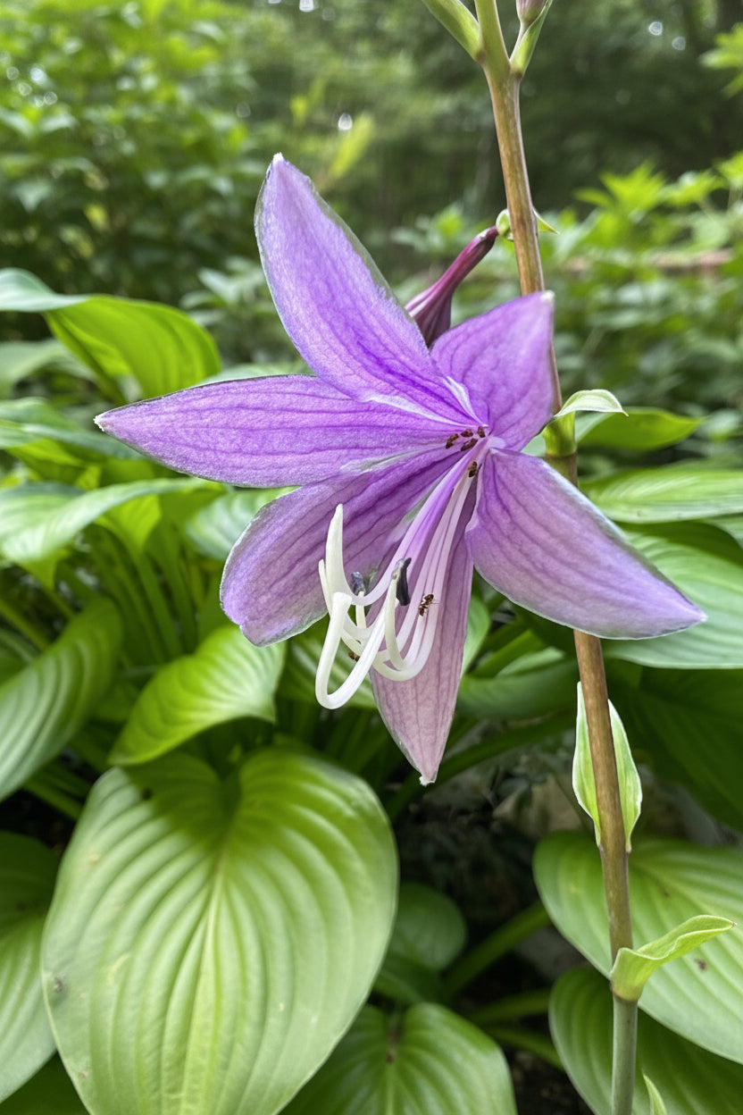 Pineapple Salsa Hosta Plants online shopping