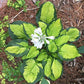 Pocketful Of Sunshine Hosta Plants online shopping
