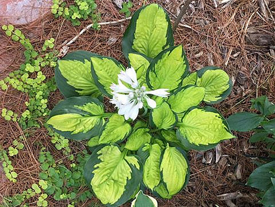 Pocketful Of Sunshine Hosta Plants online shopping