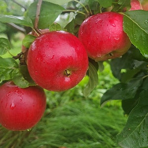 Redfree disease resistant early apple tree with ripe fruit.