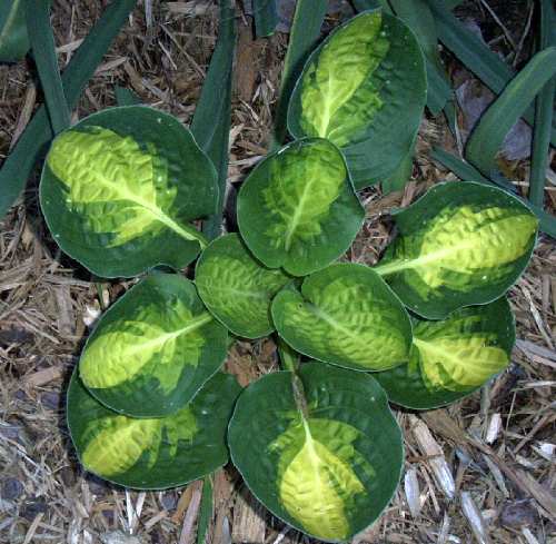 Warwick Comet Hosta Plants online shopping