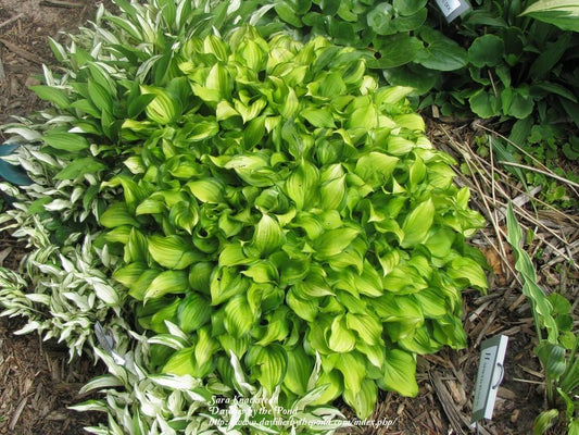 Cracker Crumbs Hosta