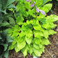 Lemon Love Note Hosta Plants online shopping