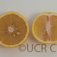 Santa Barbara Tangelo Mandarin Budwood citrus plant material online shopping
