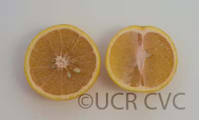 Santa Barbara Tangelo Mandarin Budwood citrus plant material online shopping