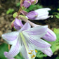 Sparkling Burgundy Hosta Plants online shopping