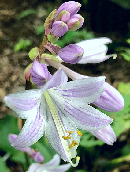 Sparkling Burgundy Hosta Plants online shopping
