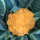 Clementine F1 Cauliflower