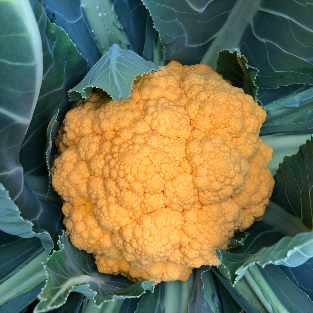 Clementine F1 Cauliflower