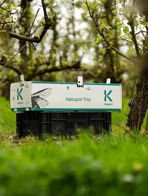 Natupol Trio Bumblebee Open Field Natural Pollinator