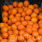 Daisy Mandarin Budwood citrus plant material online shopping