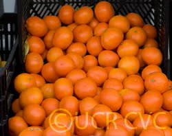 Daisy Mandarin Budwood citrus plant material online shopping
