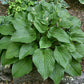 Chanticleer Hosta Plants online shopping