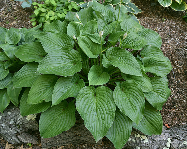 Chanticleer Hosta Plants online shopping