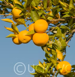 Sudachi Ichandrin Papeda Hybrid Budwood citrus plant material online shopping