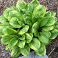 Avocado Toast Hosta Plants online shopping