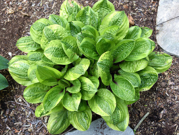 Avocado Toast Hosta Plants online shopping