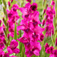 Evident Gladiolus Corms
