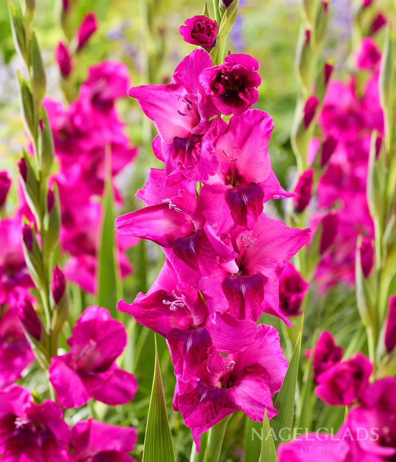 Evident Gladiolus Corms