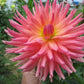 Brookside Cheri Dahlia