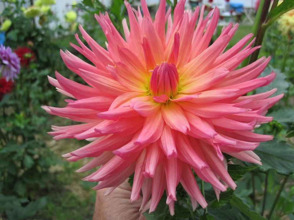Brookside Cheri Dahlia