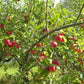 Redfree disease resistant early apple tree with ripe fruit.