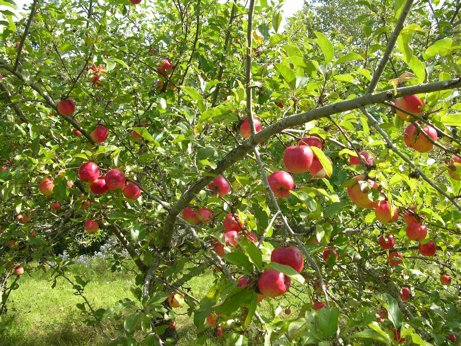 Redfree disease resistant early apple tree with ripe fruit.