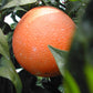 Robertson Navel Orange Budwood citrus plant material online shopping