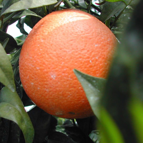 Robertson Navel Orange Budwood citrus plant material online shopping