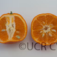 Parson's Special Mandarin Budwood citrus plant material online shopping