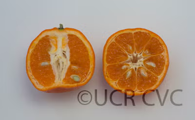 Parson's Special Mandarin Budwood citrus plant material online shopping