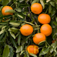 Fortune Mandarin Budwood citrus plant material online shopping