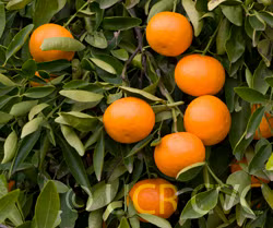 Fortune Mandarin Budwood citrus plant material online shopping