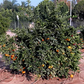 Silverhill Satsuma Mandarin Budwood citrus plant material online shopping
