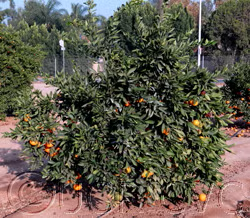 Silverhill Satsuma Mandarin Budwood citrus plant material online shopping