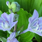 Mirror Lake Hosta Plants online shopping
