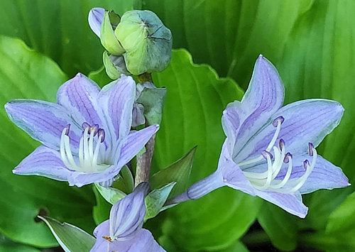 Mirror Lake Hosta Plants online shopping