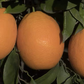 Jincheng Sweet Orange Budwood citrus plant material online shopping