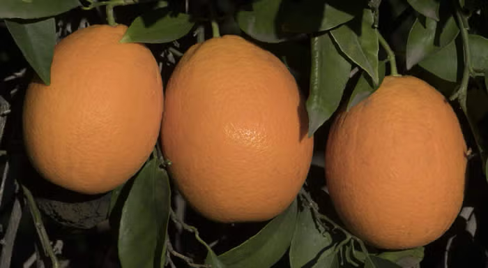 Jincheng Sweet Orange Budwood citrus plant material online shopping