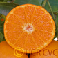 Yosemite Gold Mandarin Budwood citrus plant material online shopping