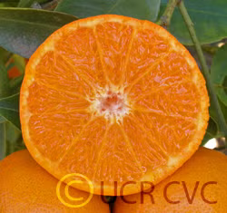 Yosemite Gold Mandarin Budwood citrus plant material online shopping